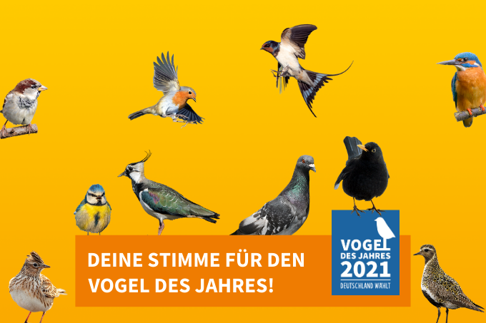 Abstimmen über Den „Vogel Des Jahres 2021" | Bürgerbeteiligung In Potsdam